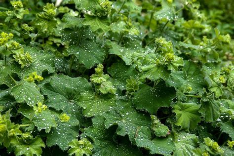 Frauenmantel Alchemilla Pflanze Gr N Regen Garten Natur Tropfen