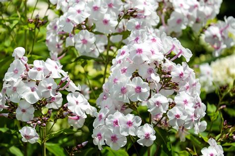 Garden Phlox Flowers