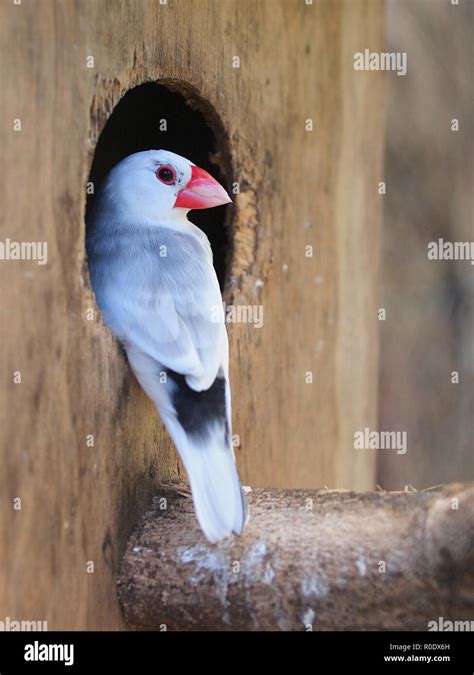 Java Sparrow at the entrance of a Nesting Box Stock Photo - Alamy