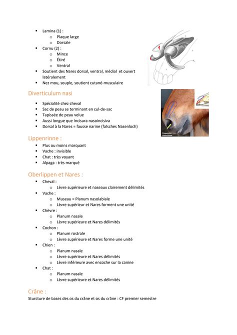 Solution Anatomie V T Rinaire Appareil Respiratoire Studypool