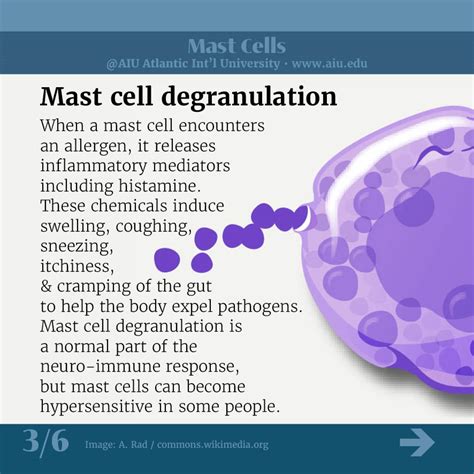 AIU Slides: Mast Cells in blogs | Atlantic International University