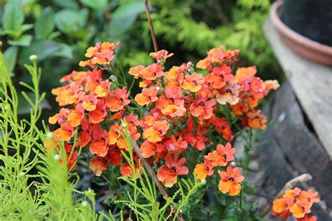 Estos Son Los Cuidados Que Debes Darle A La Nemesia Para Que Crezca