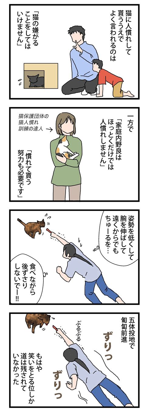 人慣れ訓練 保護猫かやさん～凛々しいサビ猫様と私～