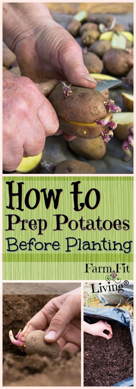 How To Prep Potatoes Before Planting Planting Potatoes Organic Gardening Tips Organic