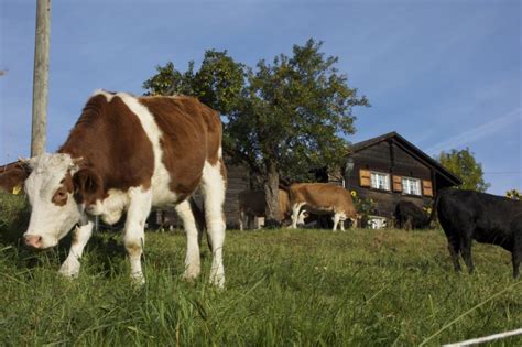 Exploring Nendaz, Switzerland: Hiking and Day Trips in the Swiss Alps ...