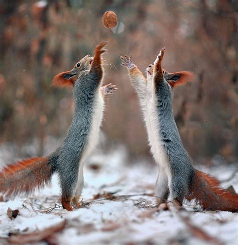 Cute fighting between two squirrels over a cone – at least it seems ...