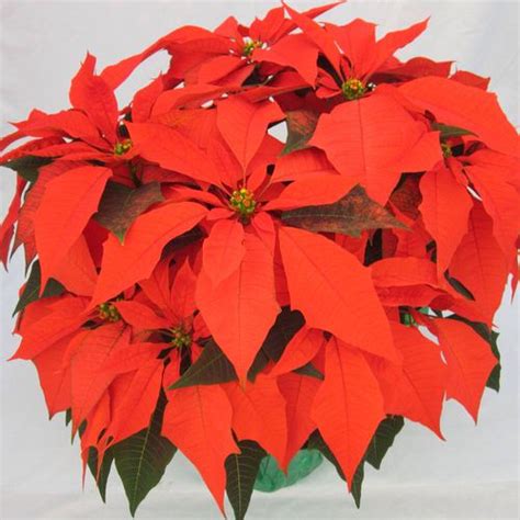 Amazing Orange Houseplants You Can Grow