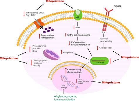 Frontiers Mifepristone Repurposing In Treatment Of High Grade Gliomas