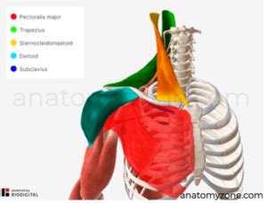 How the Clavicle Bone Affects Health - Acupuncture and Chiropractic in Chapel Hill