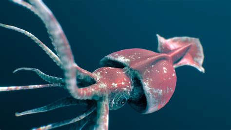 Colossal Squid | Animals. Animals, Animals! Wiki | Fandom