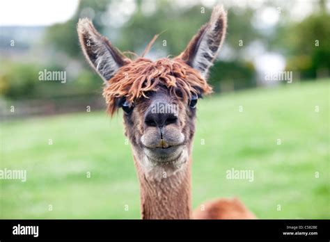 Suri alpaca Stock Photo - Alamy