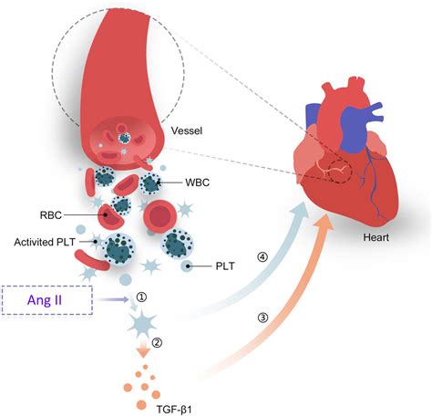 Platelets Promote Ang II Angiotensin II Induced Atrial Fibrillation