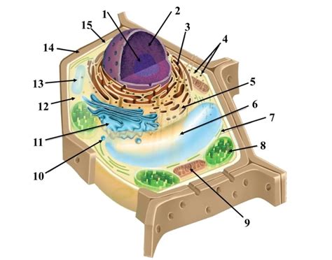 Plant cell organelles and their functions Quiz