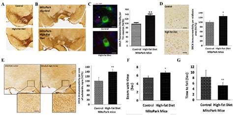 Pdf Insulin Resistance Promotes Parkinsons Disease Through Aberrant