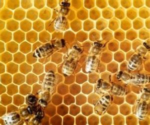 Raw Honey Benefits – Two Beekeepers