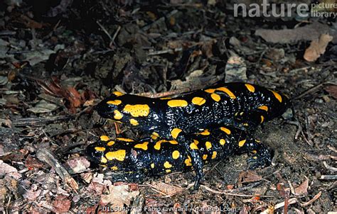 Stock Photo Of European Salamander Pair Mating Salamandra Salamandra