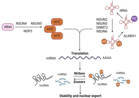 The Emerging Significance Of Rna Methylcytosine Modification In Human