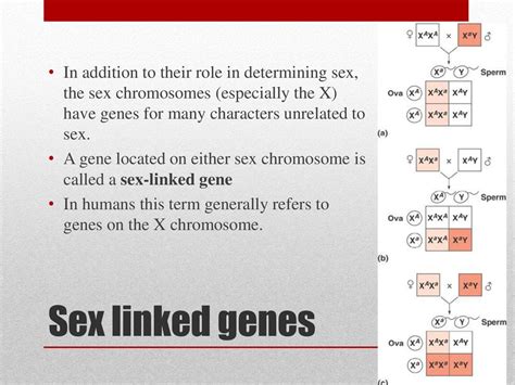 Chromosomal Basis Of Inheritance Ppt Download