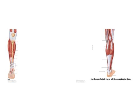 Muscles of the Leg & Foot Quiz