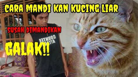 Tips Dan Cara Memandikan Kucing Galak Mandikan Sendiri Dirumah