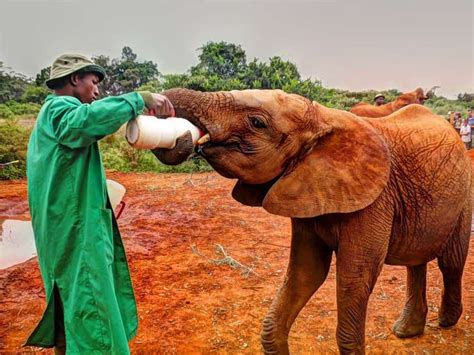 A Visit To The David Sheldrick Wildlife Trust In Nairobi Discover