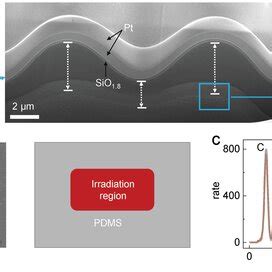 Interpretation Of Electron Irradiation Frozen Effect In Stiff Soft