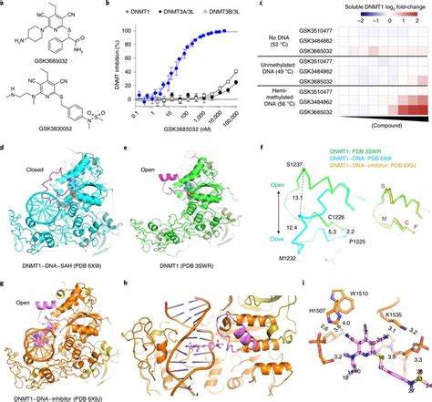 Biochemical And Biophysical Characterization Of Dnmt Selective