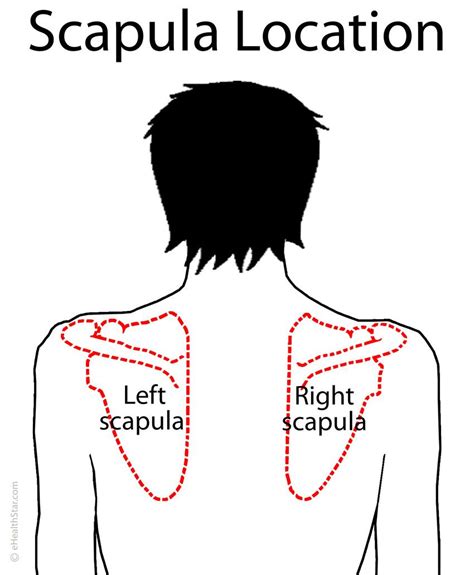 Shoulder Blade Anatomy Diagram / scapula | Pectoral Girdle (4): CLAVICLE -- SCAPULA the ...