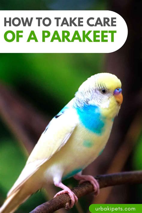 Parakeet Perfection: How to take Care of a Parakeet – Urbaki Pets