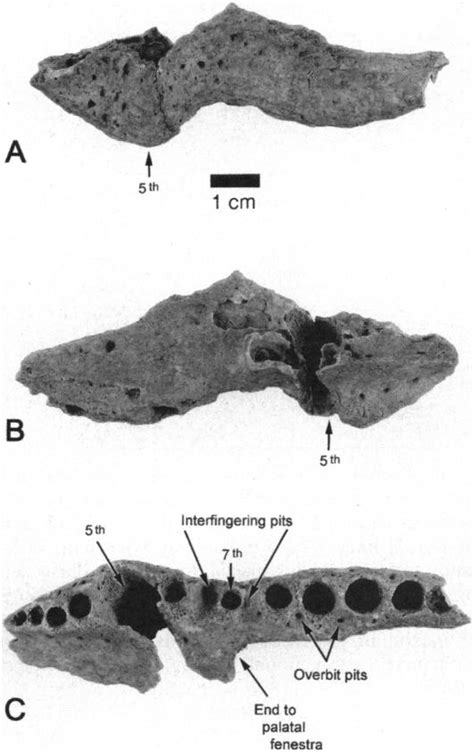 Mekosuchus kalpokasi holotype, left edentulous maxilla fragment (UF... | Download Scientific Diagram