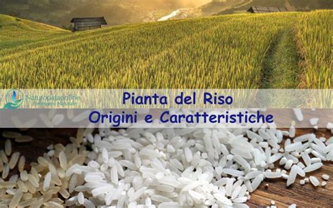 Pianta Del Riso Origini E Caratteristiche Naturopataonline