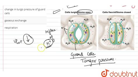 Opening And Closing Of Stomata Is Due To YouTube