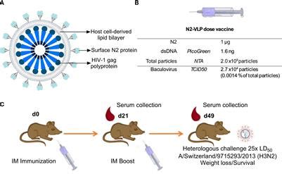 Frontiers Increased Efficacy Of Influenza Virus Vaccine Candidate