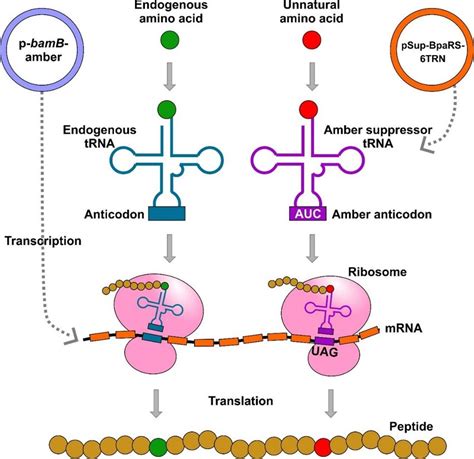 Site Specific Incorporation Of Photocrosslinkable Unnatural Amino