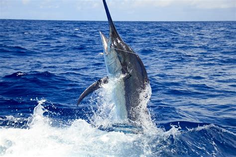 Bisbee S Sport Fishing Tournaments Kick Off In Los Cabos