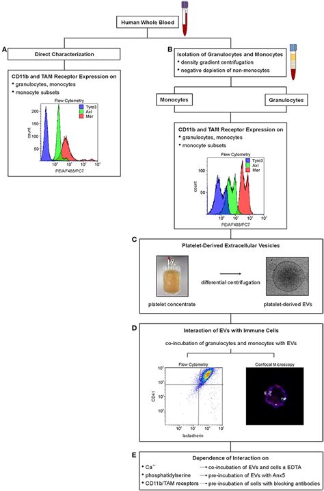 Frontiers Differential Interaction Of Platelet Derived Extracellular