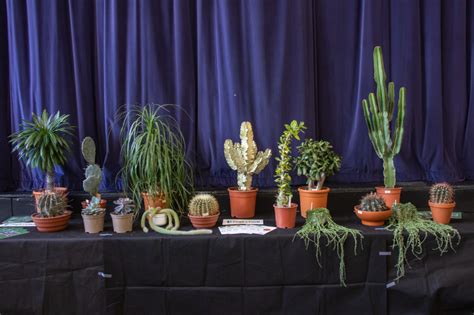 Ags Pershore Show Alpine Garden Society