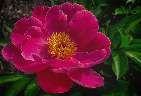 Single Peony Photograph By Nicole Columbia Fine Art America