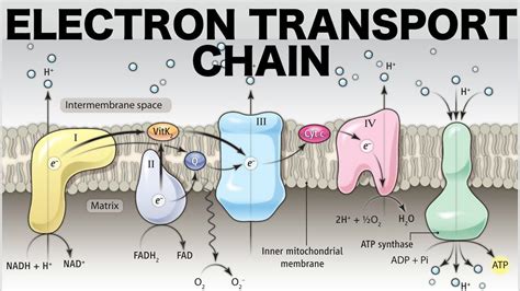 Electron transport chain – Artofit