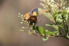 Eltham Copper Butterfly Biodiversity Connect Coliban