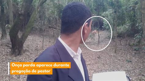 Onça parda aparece durante pregação de pastor Vídeo Dailymotion