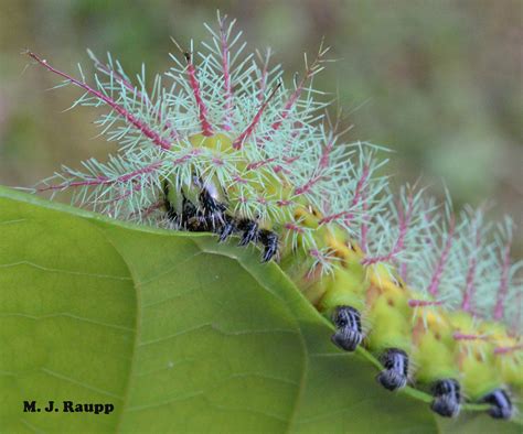 Buck Moth Caterpillar Sting