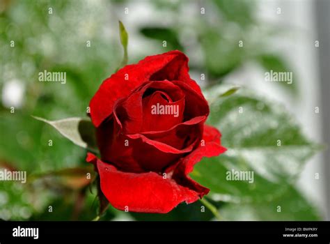 single red rose  res stock photography  images alamy