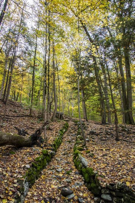 Hiking in the woods stock image. Image of golden, orange - 259315895