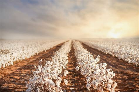 A History of Cotton in Australia - Entegra Signature Structures