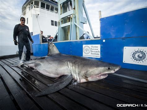 Great White Shark Headed Toward Long Island | Montauk, NY Patch