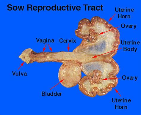 Female Anatomy And Histology Pictures