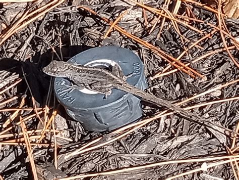 Brown Anole From Lake Jackson TX USA On December 27 2023 At 10 57 AM