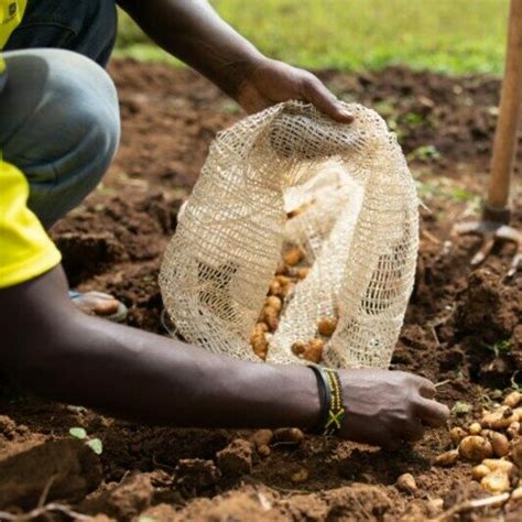 First Successful True Potato Seed Tps Trial Of Solynta Andsolidaridad