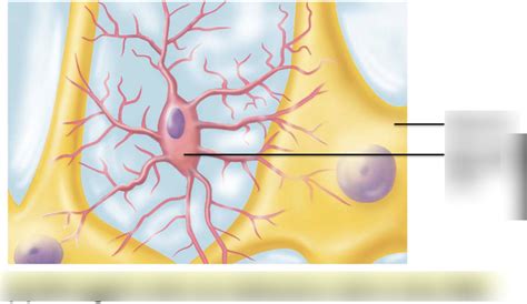 Microglial Cell Diagram Quizlet